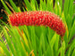 Extremely Rare * Xeronema callistemon * Poor Knights Lily * Vulnerable * 4 Seeds
