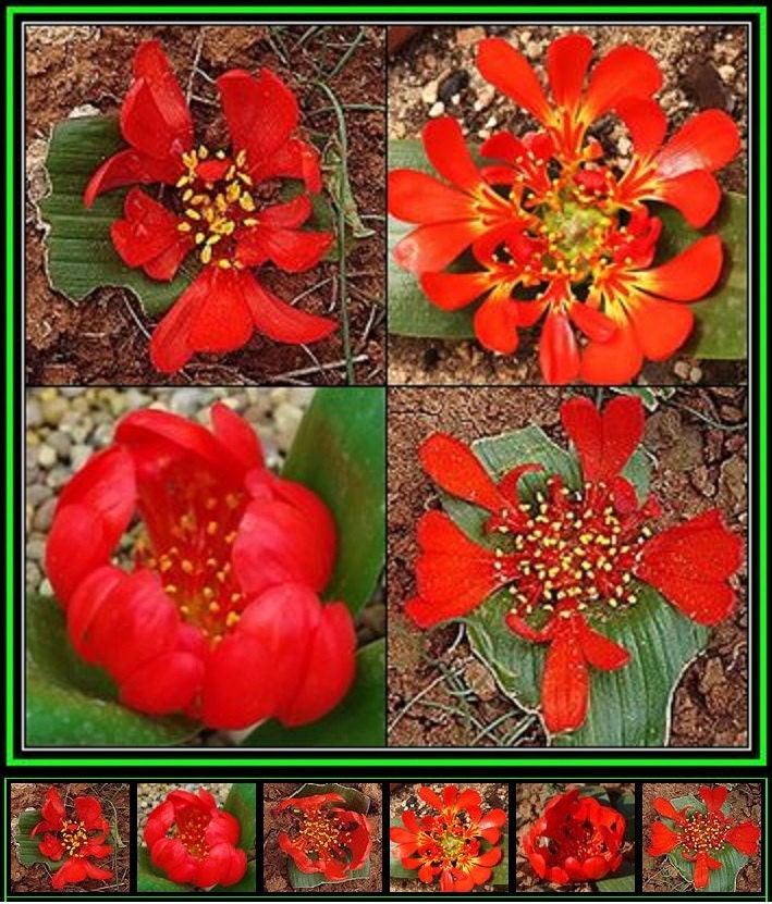 Very Rare * Beautiful Daubenya Aurea Red * Vulnerable * Frost Tolerant * 3 Seeds