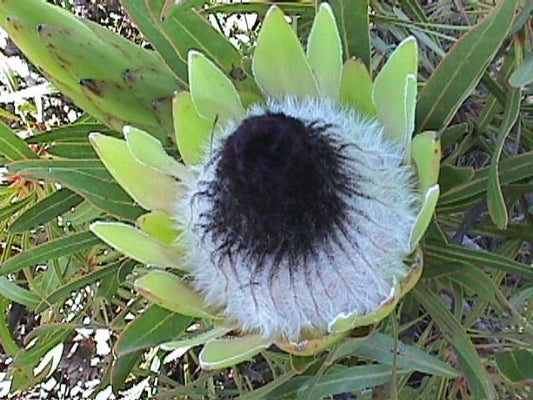 Protea Longifolia * Stupefacente Sugarbush nero a foglia lunga * Molto raro * 3 semi * Limitato