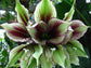 Hippeastrum Papilio * Butterfly Amaryllis * Rare Tropical Flower Plant * 3 Seeds