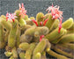 Hildewintera Aureispina * Cleistocactus Winteri * Monkey Tail Cactus * 50 Seeds