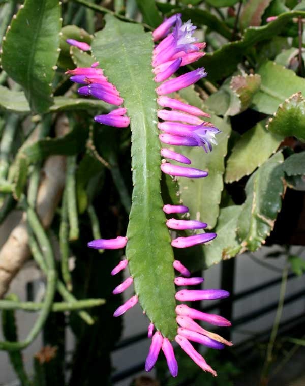 Wittia Amazonica * Incrível Epiphyllum Rosa * Diso cactus * Extremamente Raro * 5 Sementes *