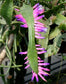 Wittia Amazonica * Amazing Pink Epiphyllum * Diso cactus * Extremely Rare * 5 Seeds *