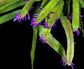 Wittia Amazonica * Amazing Pink Epiphyllum * Diso cactus * Extremely Rare * 5 Seeds *