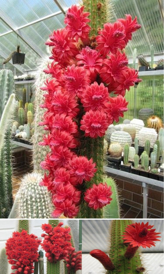Bolivicereus Cleistocactus Samaipatanus * Very Rare * Amazing Cactus * 10 Seeds