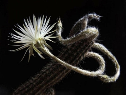 Setiechinopsis Mirabilis * Cresce muito fácil * Cactus fascinante * 10 sementes