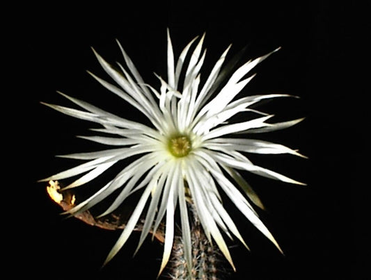 Setiechinopsis Mirabilis * Coltivazione molto facile * Cactus affascinante * 10 semi