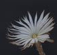 Setiechinopsis Mirabilis * Very Easy Growing * Fascinating Cactus * 10 seeds