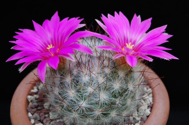 Mammillaria Guelzowiana * Pink Flowers Cactus * Critically Endangered * 30 Seeds
