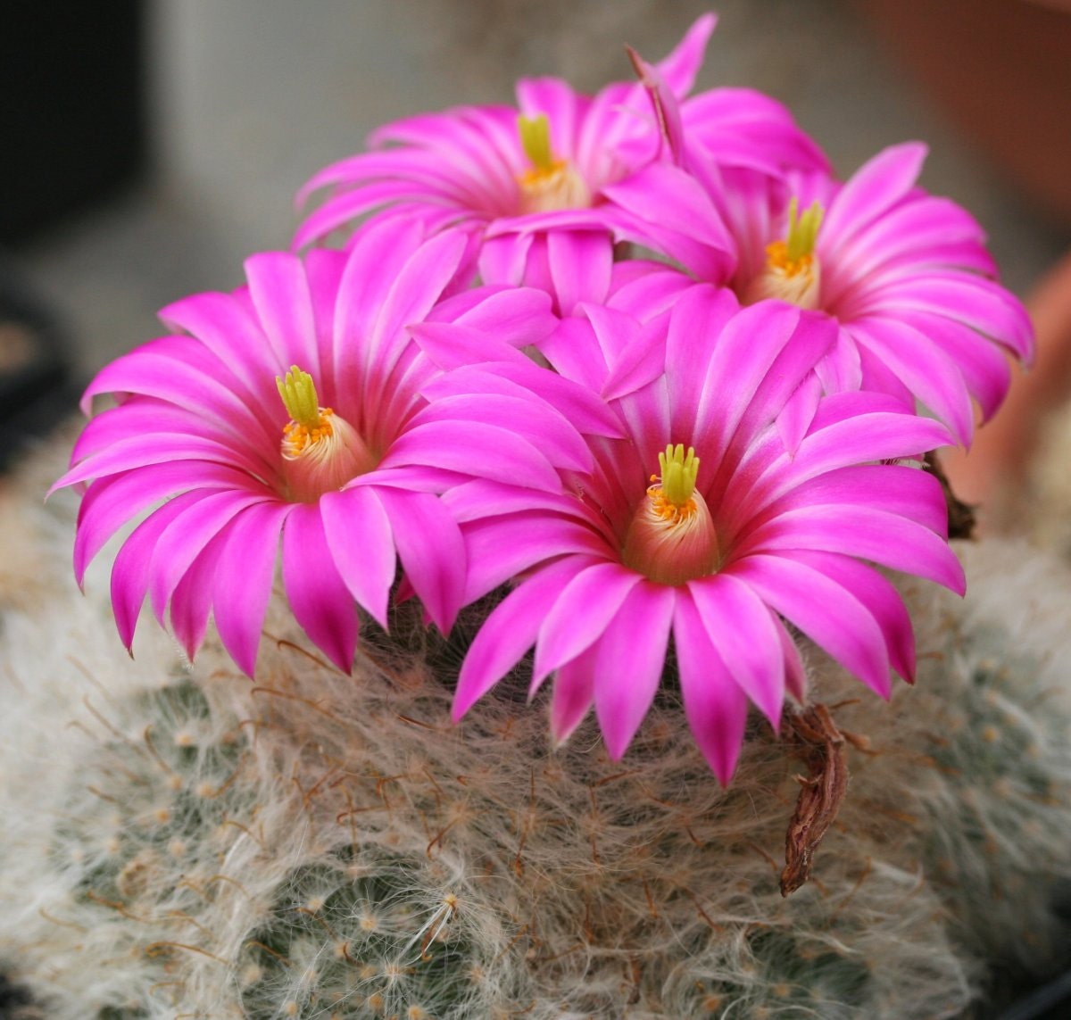 Mammillaria Guelzowiana * Pink Flowers Cactus * Critically Endangered * 30 Seeds