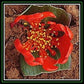 Very Rare * Beautiful Daubenya Aurea Red * Vulnerable * Frost Tolerant * 3 Seeds