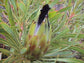 Protea Longifolia * Impressionante Açúcar Preto de Folhas Longas * Muito Raro * 3 Sementes * Limitado