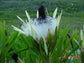 Protea Longifolia * Impressionante Açúcar Preto de Folhas Longas * Muito Raro * 3 Sementes * Limitado