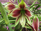 Hippeastrum Papilio * Butterfly Amaryllis * Rare Tropical Flower Plant * 3 Seeds