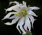 Michauxia Tchihatchewii * Catherine Wheel * Rare Drooping Flowers * 10 Seeds
