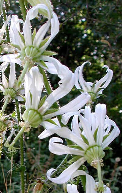 Michauxia Tchihatchewii * Catherine Wheel * Rare Drooping Flowers * 10 Seeds