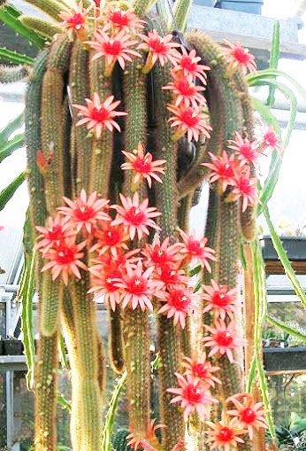 Hildewintera Aureispina * Cleistocactus Winteri * Cactus coda di scimmia * 50 semi
