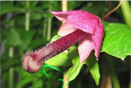 Rhodochiton Atrosanguineum * Vite campana viola * Vite esotica rara * 5 semi