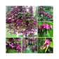 Rhodochiton Atrosanguineum * Purple Bell Vine * Rare Exotic Vine * 5 Seeds