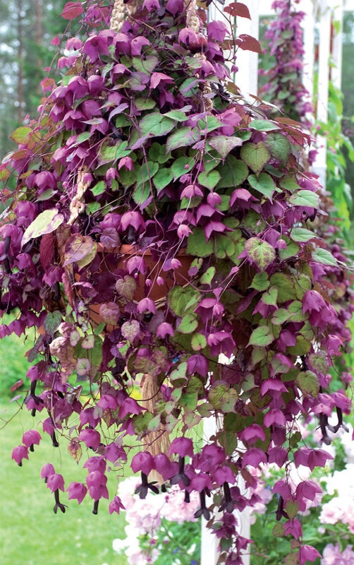 Rhodochiton Atrosanguineum * Purple Bell Vine * Rare Exotic Vine * 5 Seeds