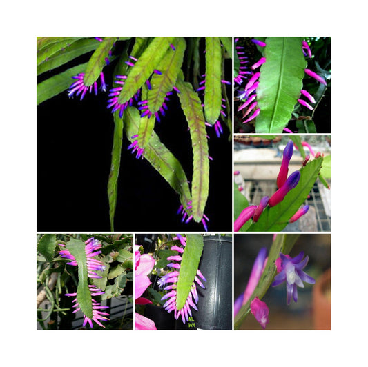 Wittia Amazonica * Amazing Pink Epiphyllum * Diso cactus * Estremamente raro * 5 semi *