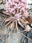 Orostachys Fimbriata - Dunce Cap - Very Rare Succulent - 5 Seeds