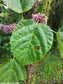 Urera Baccifera - 20 Seeds - Caribbean Pink Scratchbush - Chichaste Tree