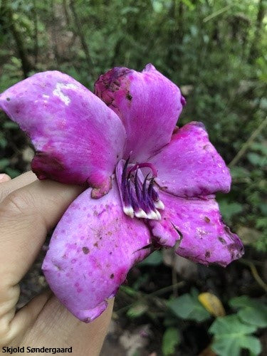 Meriania Maxima - Unusual Ornamental Flower - Rare - 10 Seeds