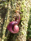 Aristolochia Leuconeura - Birthwort Pipevine - Very Rare - 10 Seeds