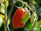 Solanum lycopersicum - Jersey Devil Tomato - 10 Seeds - Easy To Grow