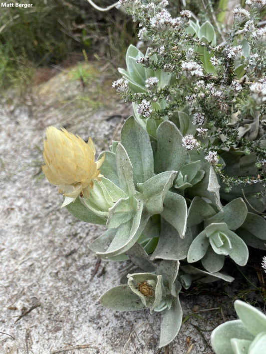 Syncarpha Speciosissima - Cape Cream Everlasting - Amazing Flowers - Rare - 5 Seeds