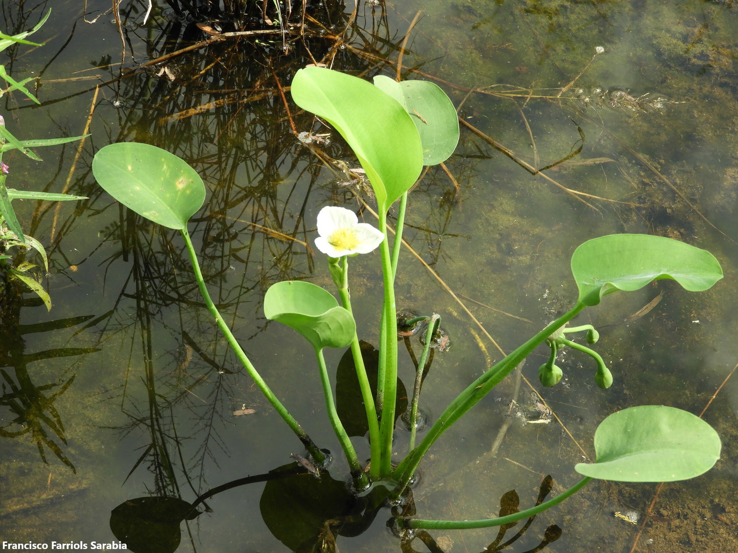 Limnocharis Flava - Aquatic Flowering Plant - Water Yellow Velvetleaf - 50+ Seeds - Rare