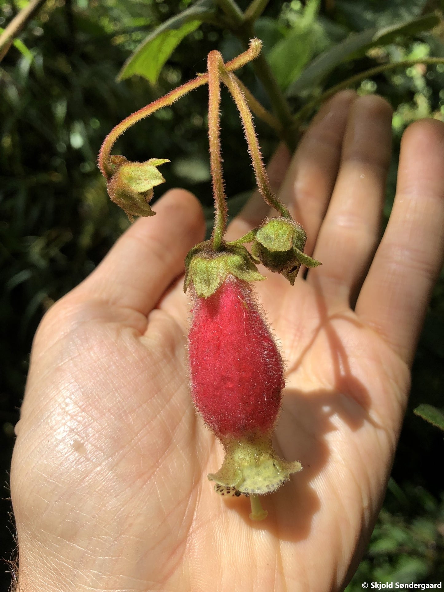 Kohleria Affinis