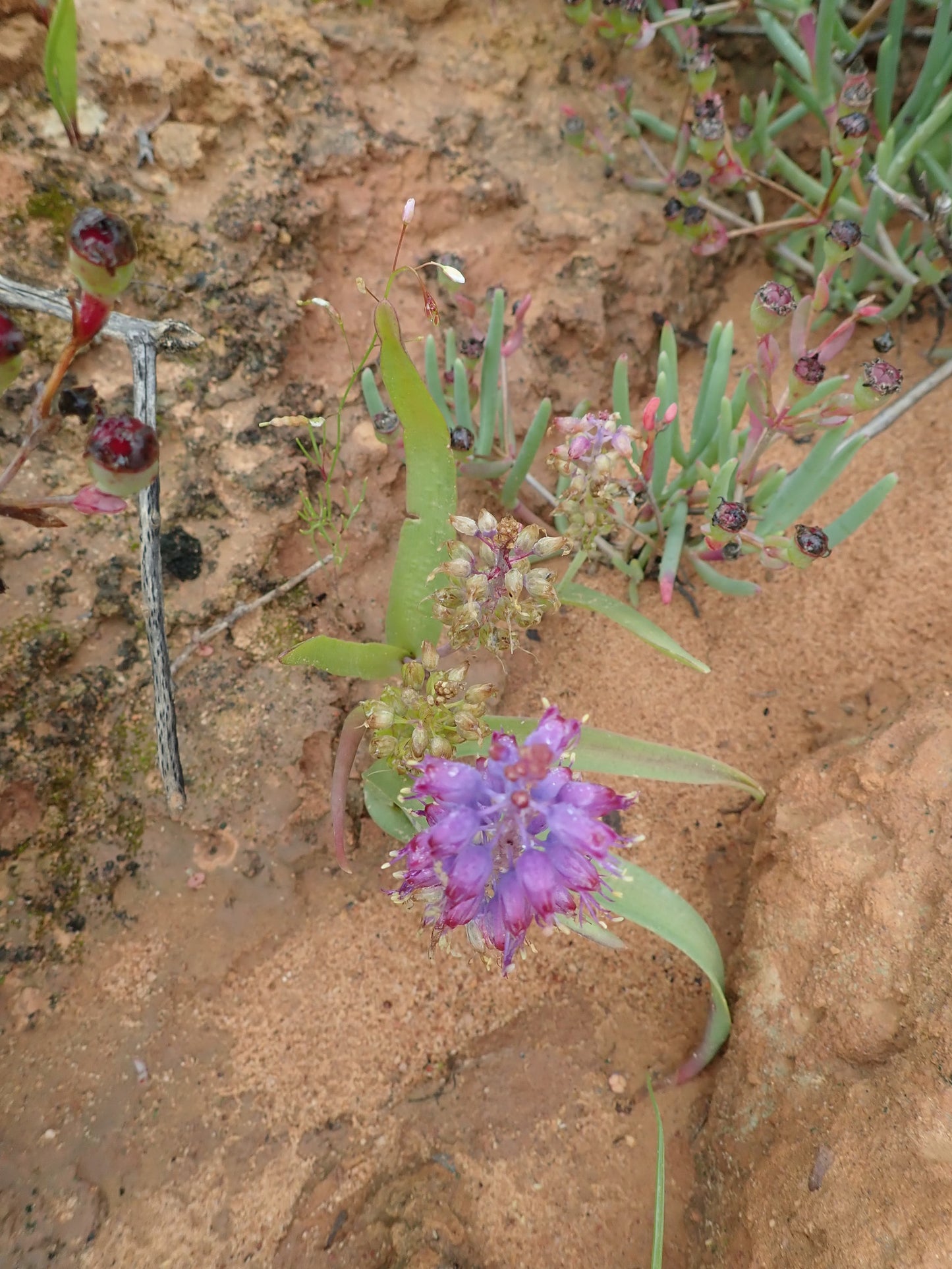 Lachenalia Pustulata