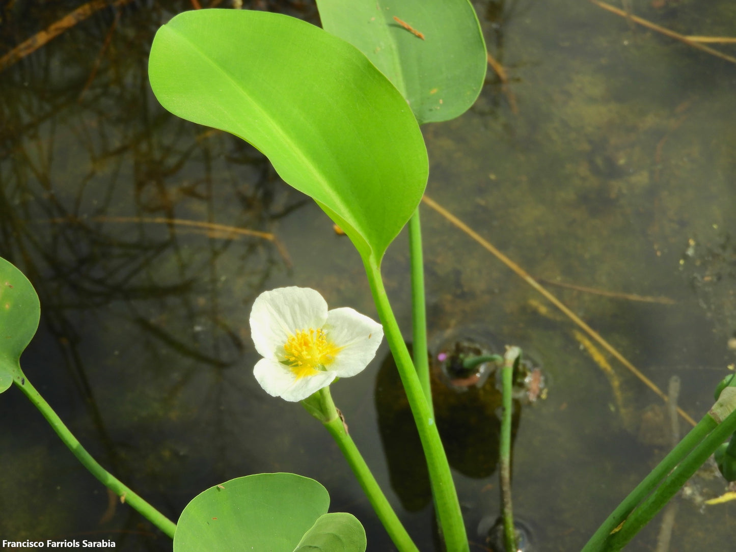 Limnocharis Flava - Aquatic Flowering Plant - Water Yellow Velvetleaf - 50+ Seeds - Rare