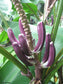 Musa Campestris - Swamp Banana - Very Rare - 5 Seeds