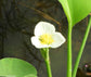 Limnocharis Flava - Aquatic Flowering Plant - Water Yellow Velvetleaf - 50+ Seeds - Rare