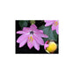 Passiflora Coactilis - 5 Seeds - Tauso Passion Flower Maracuja - Fresh Seeds