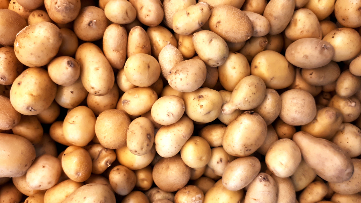 Skagit Valley Gold Potato - TPS True Potato Seeds - Rare - 10 Seeds
