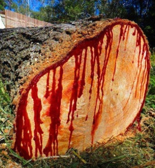 Pterocarpus Angolensis * The Bloodwood Tree
