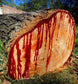Pterocarpus Angolensis * The Bloodwood Tree * Unbelievable Bleeding Tree * Medicinal * 3 Seeds - Rare