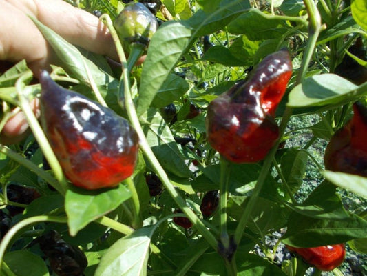 Capsicum Annuum - Unique Variety Red Black Stripped Chilli Pepper Rare - 10 Seeds - Limited