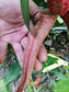 Capsicum Annuum - Vezena Piperka Chile Plants - Embroidered Pepper - 10 Seeds - Fresh