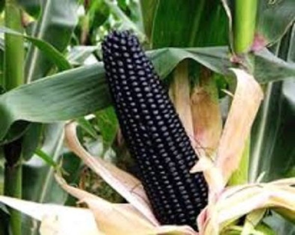 Black Aztec Sweet Corn - 10 Seeds - Zea Mays - Excellent Cornmeal - Fresh Seeds