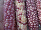 Zea Mays - Glass Gem Striking Rosea White Neon Corn - Easy To Grow - 20 Seeds Fresh - RARE