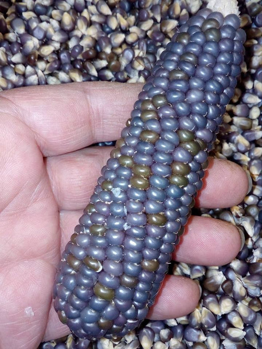 Zea Mays - Black & Blue Corn - Amazing Mini Corn - Easy To Grow - 20 Seeds Fresh