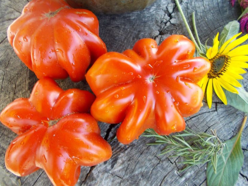 Solanum lycopersicum - Rare - Star Shape Tomato - 10 Seeds - Fresh Seeds