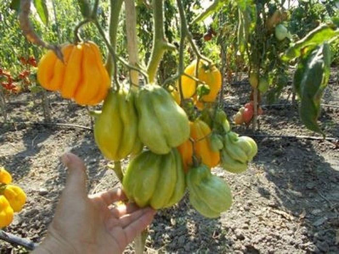 Solanum lycopersicum - Rare - Grenade Shape Tomato - 10 Seeds - Fresh Seeds