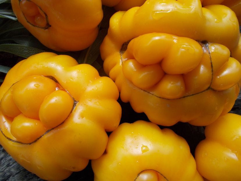 Solanum lycopersicum Yellow Monstros Tomato
