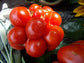Solanum lycopersicum -  Snake Eggs Tomato